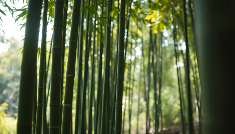 Understanding Bamboo: Benefits, Varieties, and Sustainable Uses